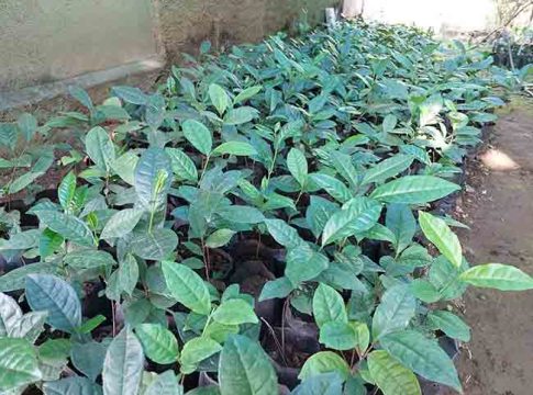 चहाच्या मळ्यात फिरायला आसाम कशाला? चला कोकणात, फुललाय 'चहाचा मळा'