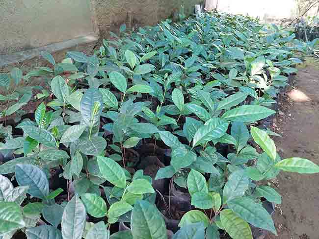 चहाच्या मळ्यात फिरायला आसाम कशाला? चला कोकणात, फुललाय ‘चहाचा मळा’