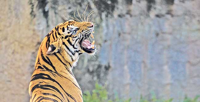 महाराष्ट्रातले व्याघ्र पर्यटन
