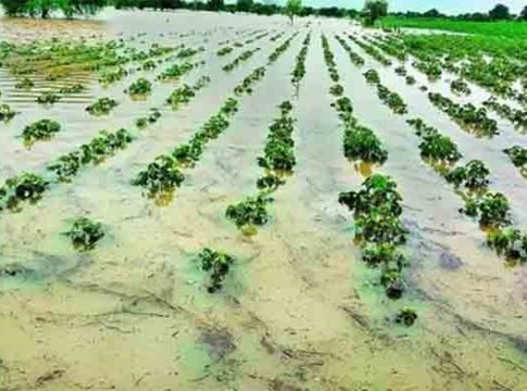 अवकाळी पावसाने नाशिकला झोडपले, द्राक्षे बागा झाल्या उध्वस्त...
