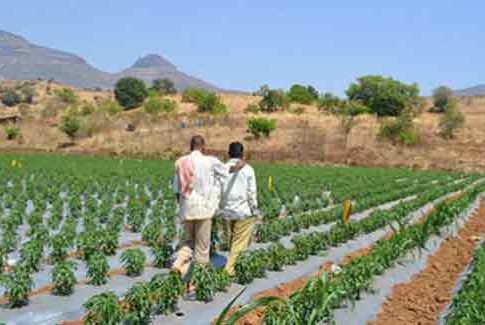 Crop Competition : राज्यांतर्गत पीक स्पर्धेसाठी महिनाअखेरपर्यंत अर्ज करण्याचे आवाहन!
