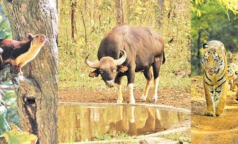 बोर, उमरेड, नागझिरामध्ये प्राणी गणना रद्द