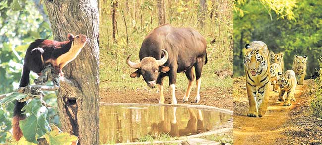 बोर, उमरेड, नागझिरामध्ये प्राणी गणना रद्द