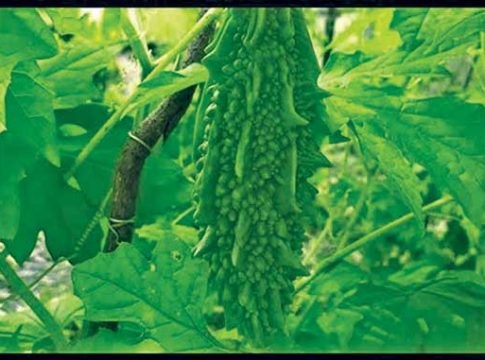 अवकाळी पावसामुळे कारल्याच्या शेतीचे नुकसान