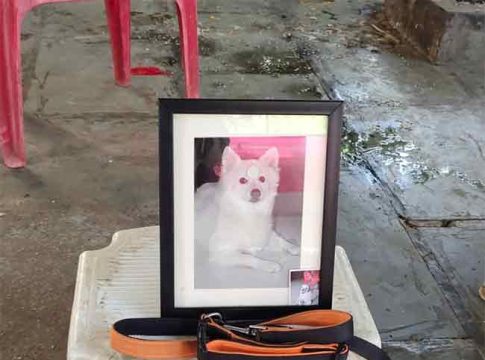 ठाण्यात पार पडलं कुत्र्याचं वर्षश्राद्ध!