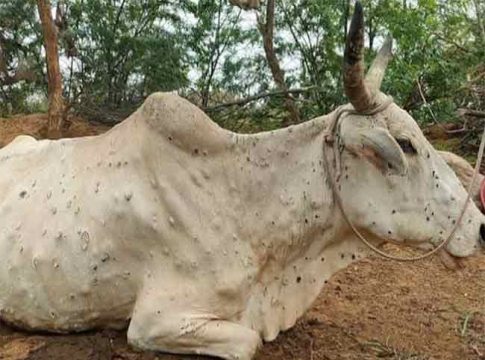 लम्पी आजाराने ग्रस्त जनावरांच्या संख्येत वाढ