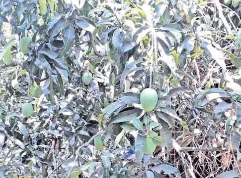 वाढत्या तापमानाचा कोकणातील आंबा पिकावर विपरीत परिणाम
