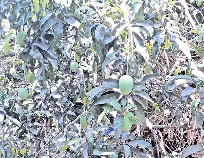 वाढत्या तापमानाचा कोकणातील आंबा पिकावर विपरीत परिणाम