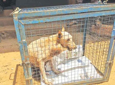 भटक्या कुत्र्यांसाठी सुमारे ४२ लाखांचे १४ पिंजरे