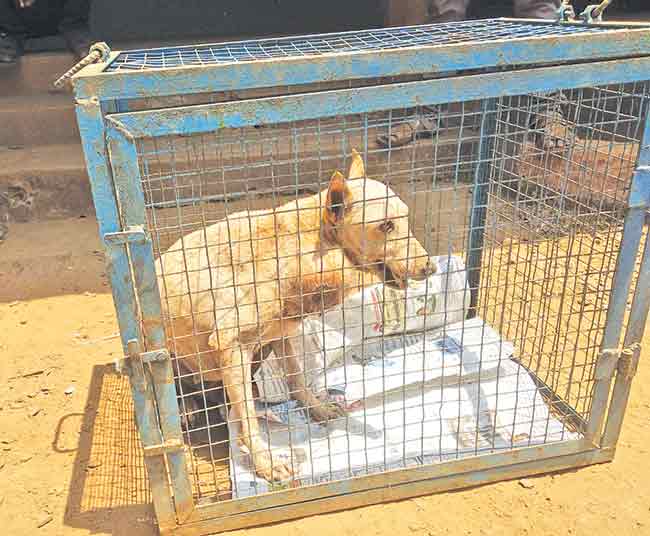 भटक्या कुत्र्यांसाठी सुमारे ४२ लाखांचे १४ पिंजरे
