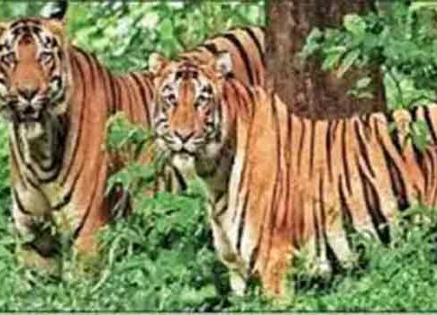 वाघांचे अपघाती मृत्यू रोखण्यासाठी कडक उपाययोजना करण्याचे निर्देश