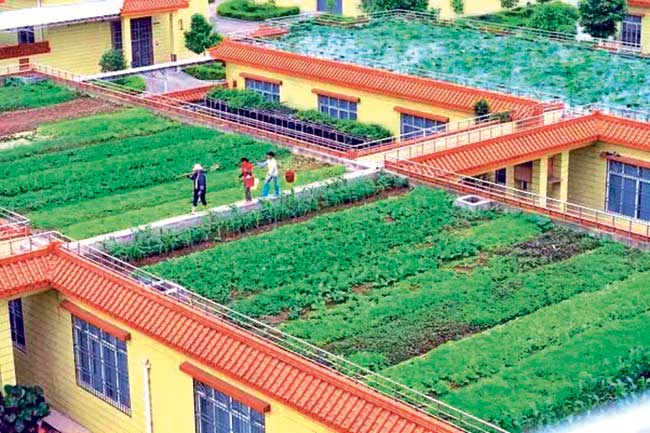 पालिका शाळांतील विद्यार्थी करणार भाजीपाल्याची शेती