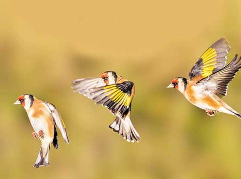 स्थलांतरित पक्षी