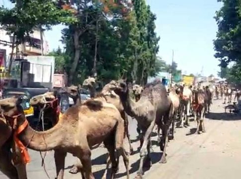 आम्ही चाललो आमच्या गावा: अखेर नाशिकहून राजस्थानला उंट रवाना