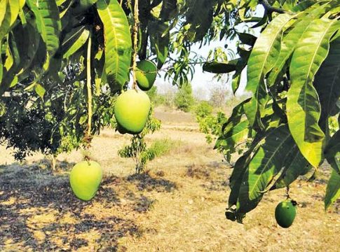 आंब्यांच्या गावात आंबाच हरवलाय...!