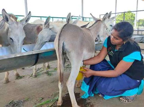 गाढविणीच्या चमचाभर दुधासाठी मोजावे लागतात तब्बल १०० रूपये