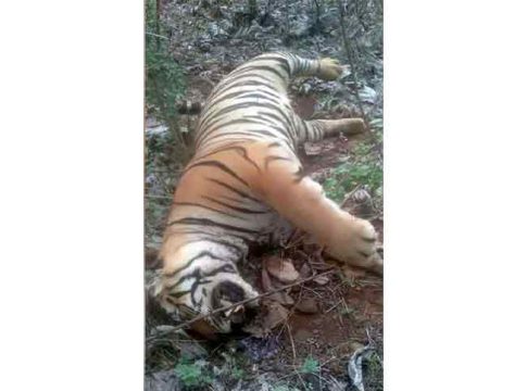 Tiger death : टिपेश्वर अभयारण्यात सापडला वाघाचा मृतदेह
