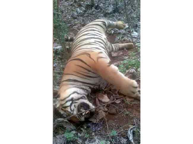 Tiger death : टिपेश्वर अभयारण्यात सापडला वाघाचा मृतदेह