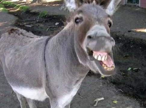 Pakistan's Donkey: पाकिस्तानवर गाढवं विकण्याची वेळ! तीही चीनला…
