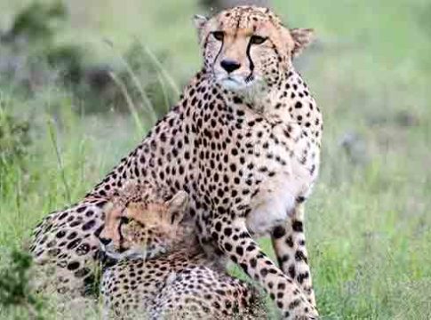 Cheetah project: चित्त्यांच्या मृत्यूबाबत आली धक्कादायक माहिती समोर!