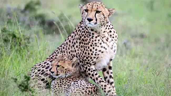 Cheetah project: चित्त्यांच्या मृत्यूबाबत आली धक्कादायक माहिती समोर!