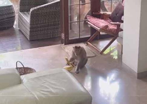 बोरिवलीतल्या श्रीकृष्ण नगरमध्ये माकडांचा हैदोस