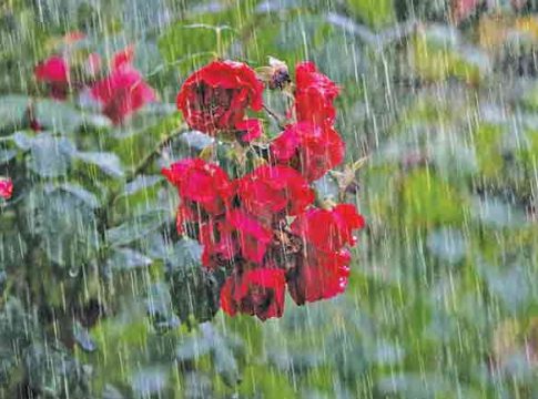 Poems and Riddles : पाऊस झेलूया कविता आणि काव्यकोडी