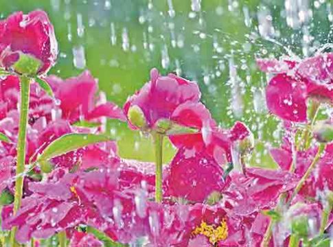 Rain poems : काव्यरंग