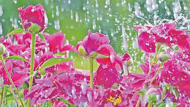 Rain poems : काव्यरंग