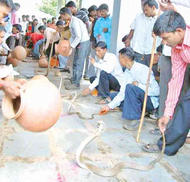 Nagpanchami : जगप्रसिद्ध ३२ शिराळा नागपंचमी