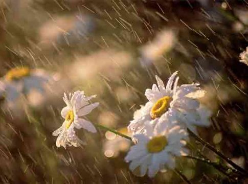 Rain Poems : काव्यरंग