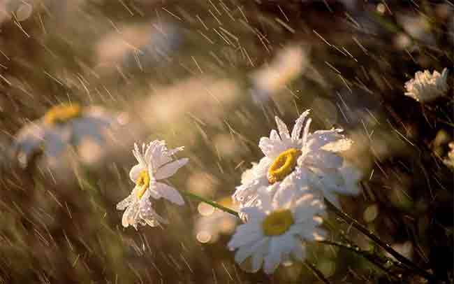 Rain Poems : काव्यरंग