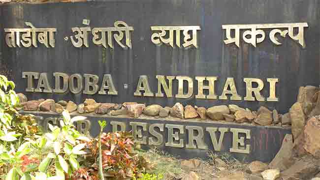 Tadoba Andhari wildlife sanctuary : ताडोबाच्या नावलौकिकाला गालबोट! तब्बल १२ कोटी १५ लाख रुपयांची फसवणूक