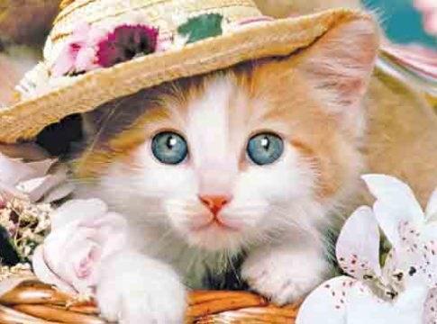 Cunning Cat : लबाड मांजर