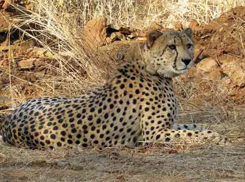 Death of Cheetah : कुनो नॅशनल पार्कमध्ये आणखी एका चित्त्याचा मृत्यू