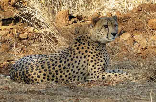 Death of Cheetah : कुनो नॅशनल पार्कमध्ये आणखी एका चित्त्याचा मृत्यू