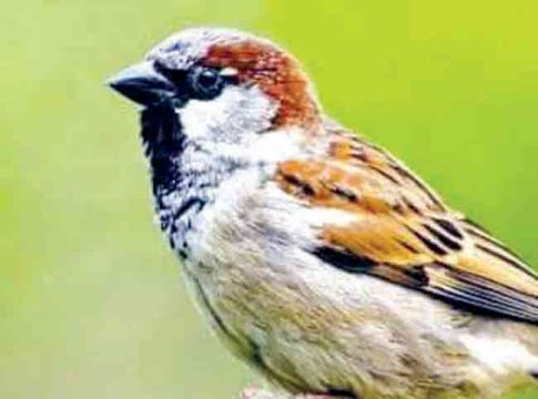 Sparrow chick : चिऊताईचं बाळ