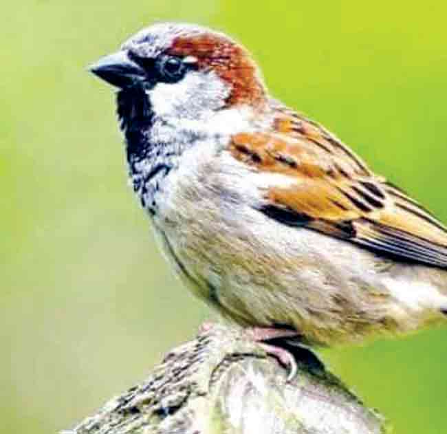 Sparrow chick : चिऊताईचं बाळ