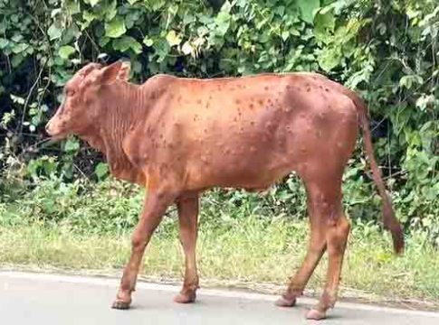 जनावरांमध्ये लम्पी आजाराची लक्षणे; शेतकरी चिंताग्रस्त