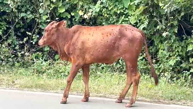 जनावरांमध्ये लम्पी आजाराची लक्षणे; शेतकरी चिंताग्रस्त