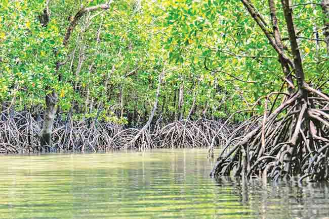 Environment : सांगा कसं जगायचं?