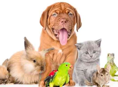 Pets : अबोली माया