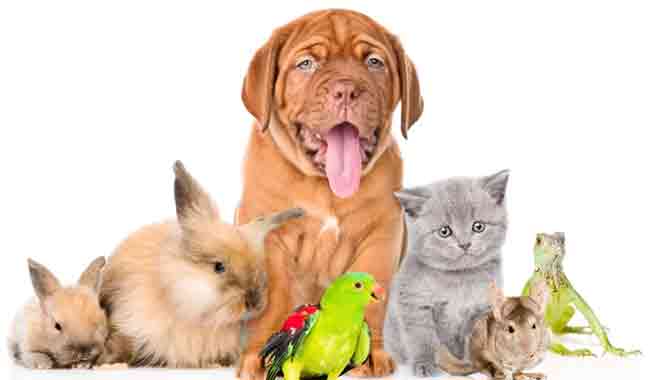 Pets : अबोली माया