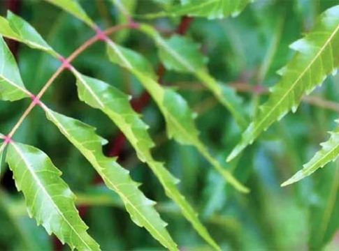 Skin Care: पावसाळ्यात त्वचा आणि केसांसाठी वरदान ठरतो कडुलिंब