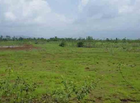Tree plantation campaign : पन्नास कोटी वृक्षलागवड मोहिमेचा बोजवारा