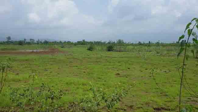 tree plantation campaign
