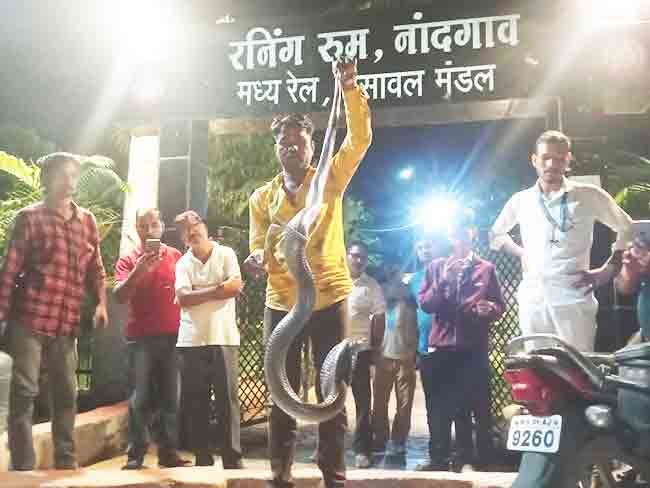 रेल्वेच्या रनिंग रूममध्ये आढळला पाच फुटाचा कोब्रा