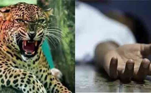 Leopard Attack : अहमदनगरमध्ये बिबट्याचा उच्छाद; दहा दिवसांत दोन चिमुरड्यांचा घेतला जीव