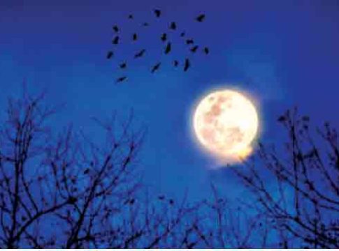 चांदोबाच्या देशात : कविता आणि काव्यकोडी