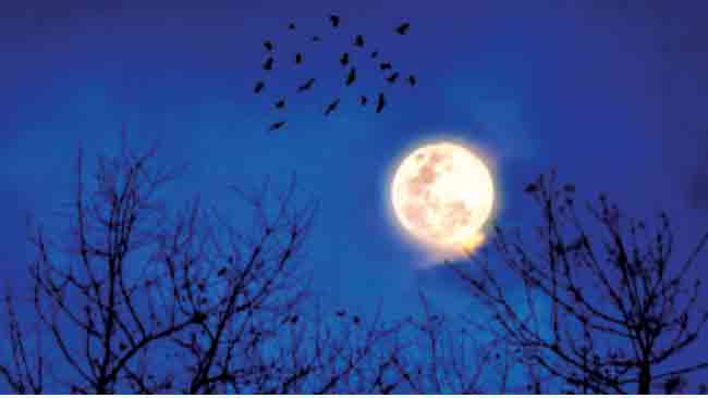 Moon